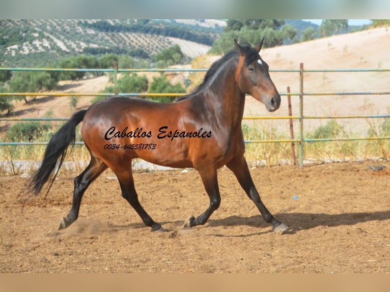 Andaluso Castrone 6 Anni 152 cm Baio in Vejer de la Frontera