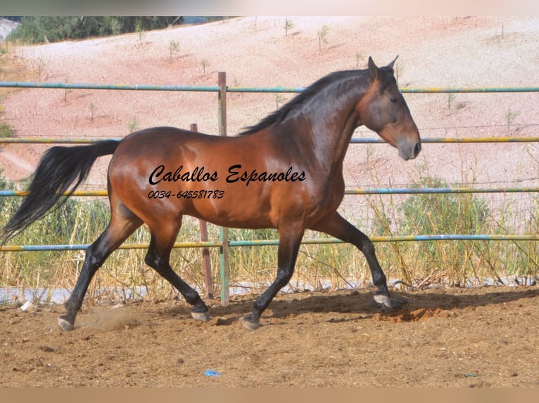 Andaluso Castrone 6 Anni 152 cm Baio in Vejer de la Frontera