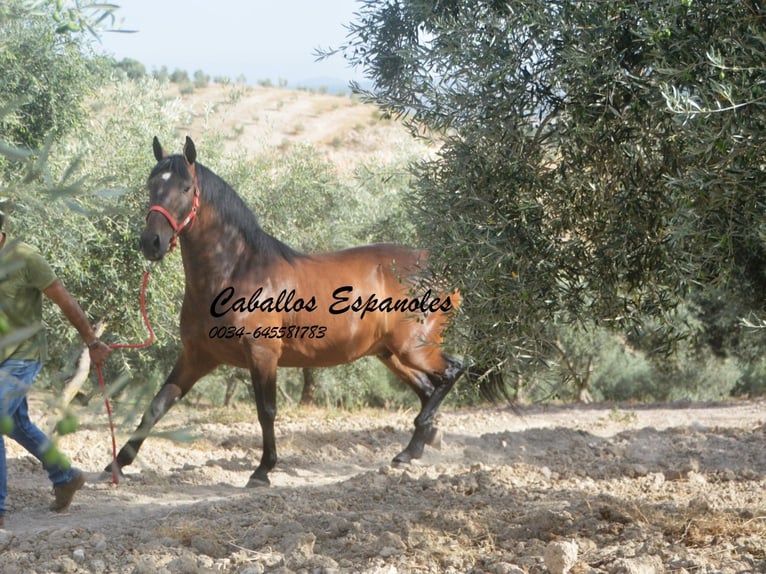 Andaluso Castrone 6 Anni 152 cm Baio in Vejer de la Frontera