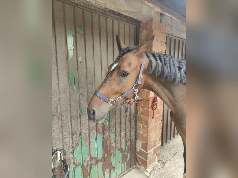 Andaluso Castrone 6 Anni 154 cm Baio scuro in Warburg