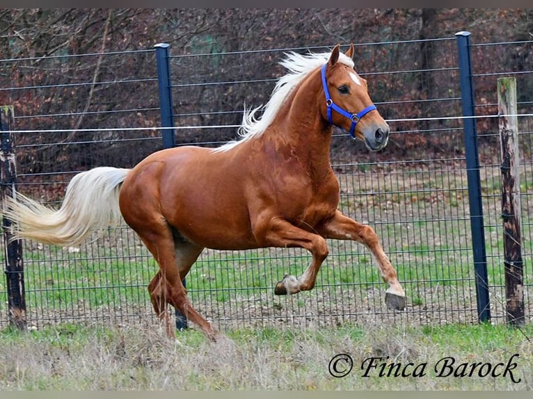 Andaluso Castrone 6 Anni 156 cm Palomino in Wiebelsheim