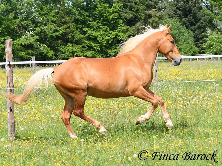 Andaluso Castrone 6 Anni 156 cm Palomino in Wiebelsheim