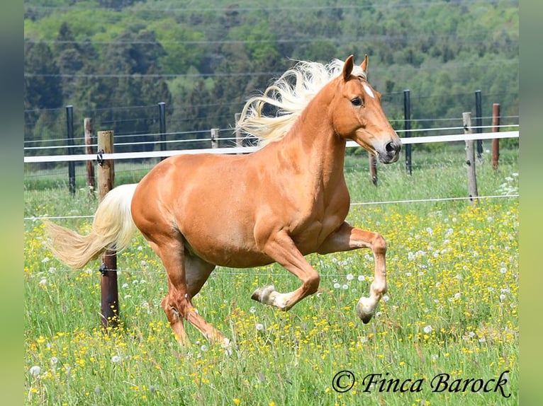 Andaluso Castrone 6 Anni 156 cm Palomino in Wiebelsheim