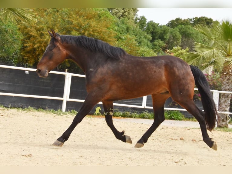 Andaluso Castrone 6 Anni 158 cm Baio scuro in Provinz Malaga