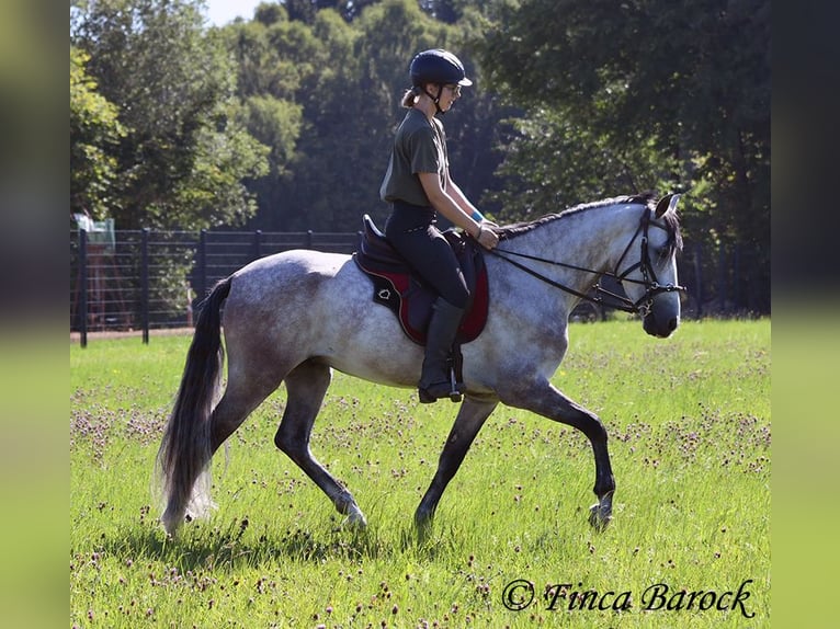 Andaluso Castrone 6 Anni 158 cm Grigio in Wiebelsheim