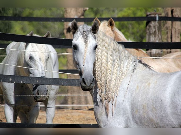 Andaluso Castrone 6 Anni 158 cm Grigio pezzato in Mijas