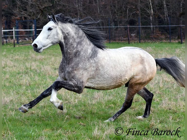 Andaluso Castrone 6 Anni 160 cm Grigio in Wiebelsheim