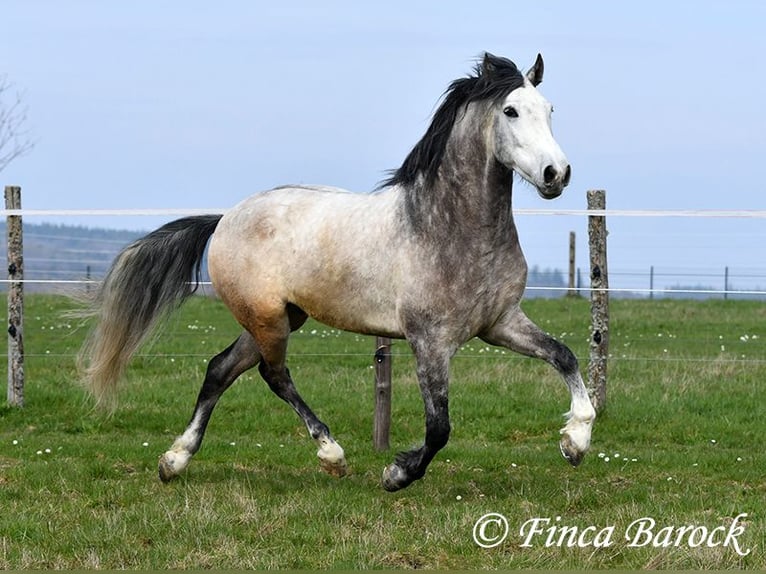 Andaluso Castrone 6 Anni 160 cm Grigio in Wiebelsheim