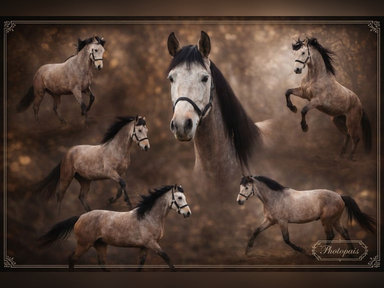 Andaluso Castrone 6 Anni 160 cm Grigio rossastro in Polenz