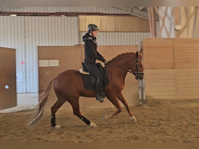 Andaluso Mix Castrone 6 Anni 161 cm Sauro in Matzendorf