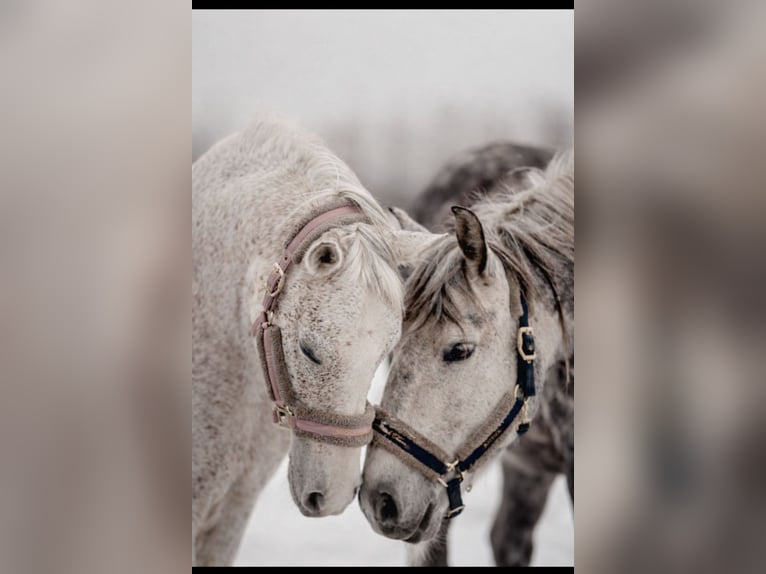 Andaluso Castrone 6 Anni 162 cm Grigio pezzato in Gorzyce