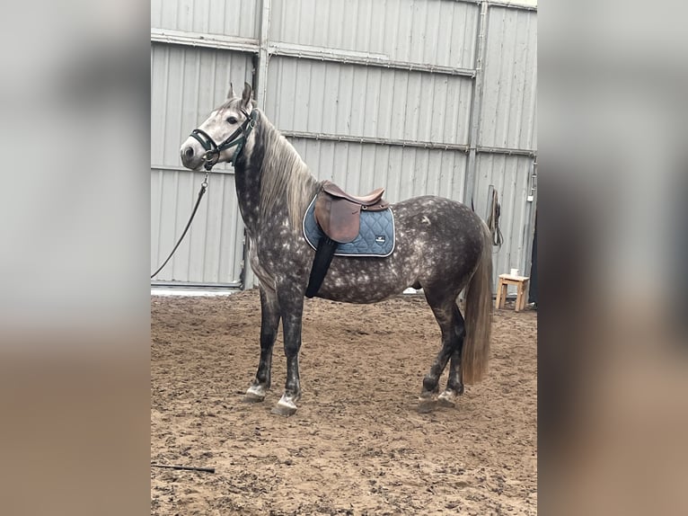 Andaluso Castrone 6 Anni 162 cm Grigio pezzato in Gorzyce