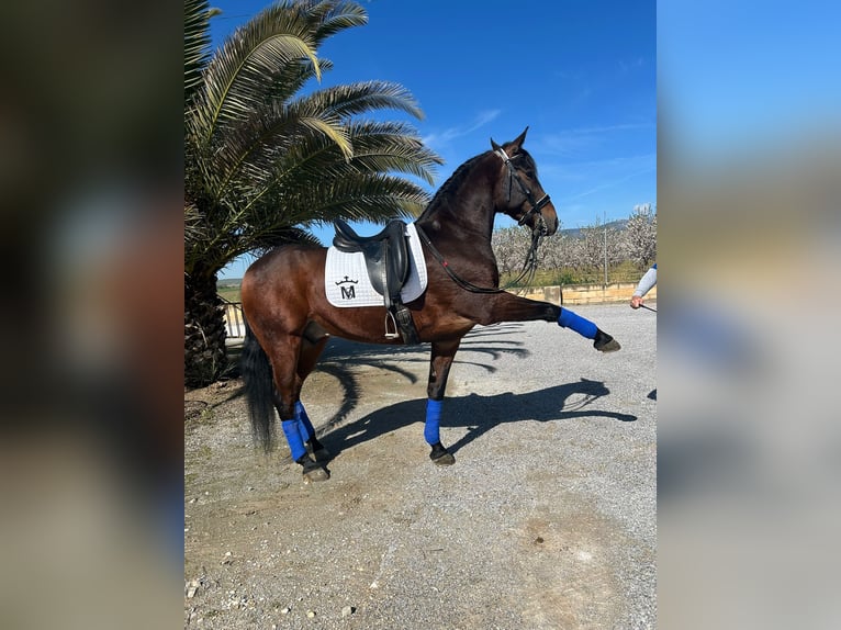 Andaluso Castrone 6 Anni 164 cm Pelle di daino in Valderrubio