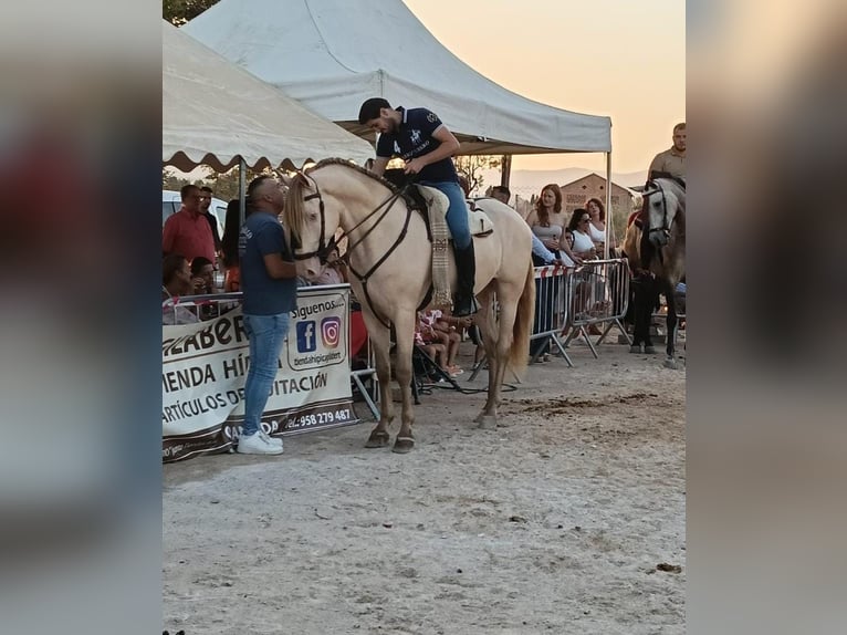 Andaluso Castrone 6 Anni 165 cm Champagne in Frankfurt am Main