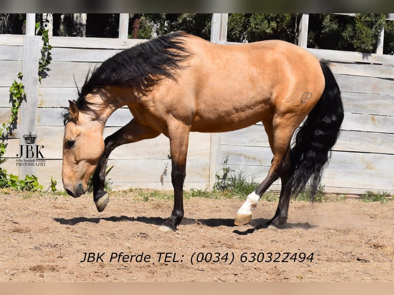 Andaluso Castrone 6 Anni 165 cm Falbo in Tabernas Almeria