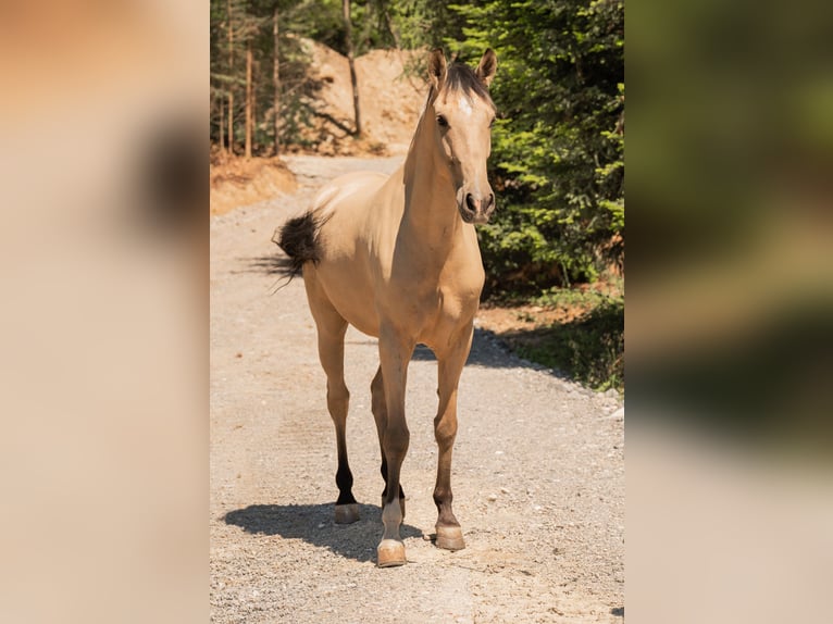 Andaluso Castrone 6 Anni 165 cm Pelle di daino in Grabenstätt