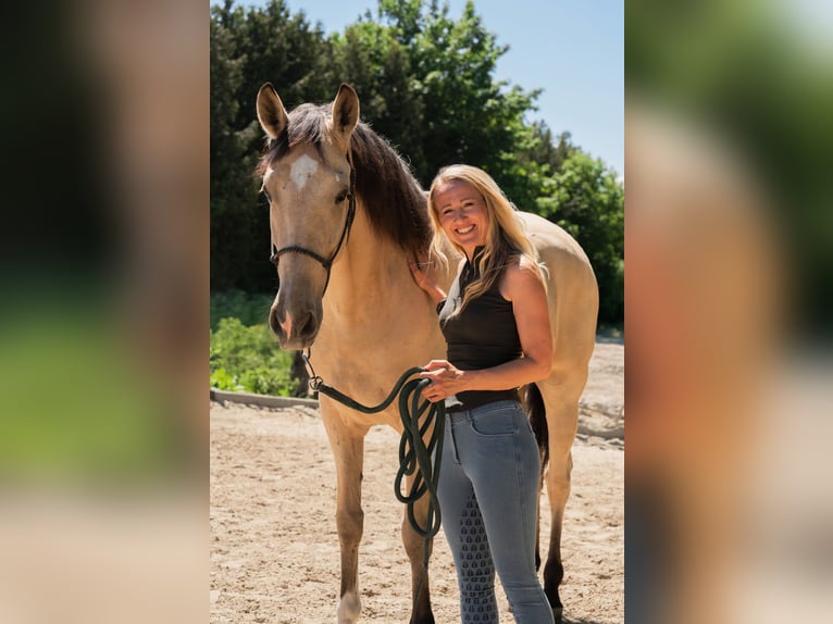 Andaluso Castrone 6 Anni 165 cm Pelle di daino in Grabenstätt