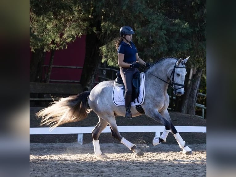 Andaluso Castrone 6 Anni 167 cm Grigio in Ried
