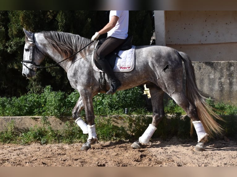 Andaluso Castrone 6 Anni 167 cm Grigio in Mallorca