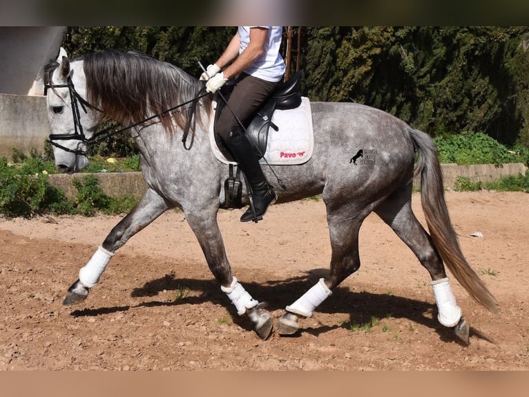 Andaluso Castrone 6 Anni 167 cm Grigio in Mallorca