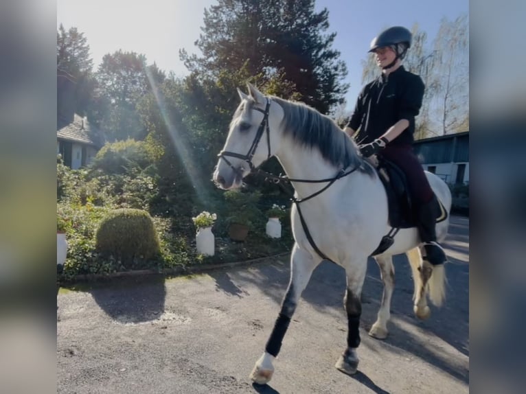 Andaluso Castrone 6 Anni 167 cm Grigio pezzato in HassendorfSottrum