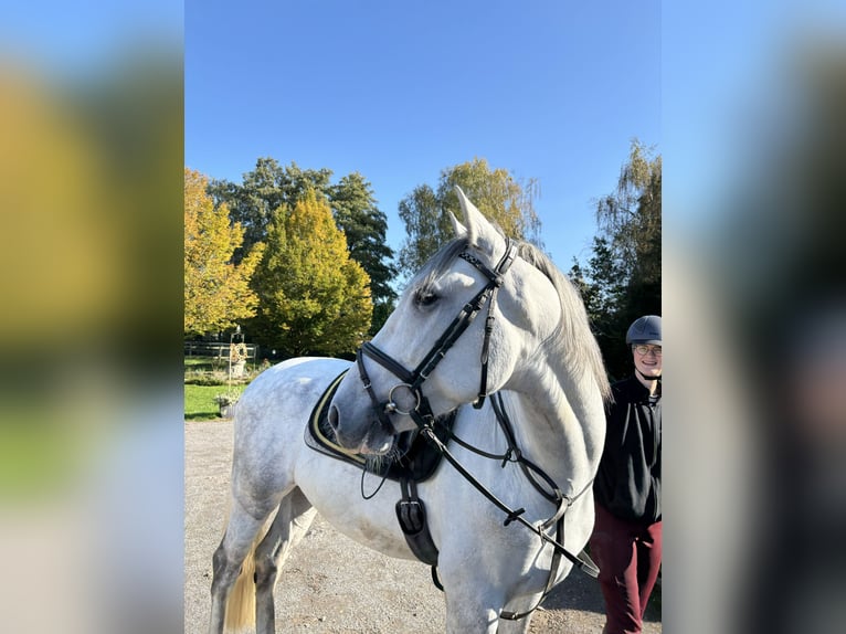 Andaluso Castrone 6 Anni 167 cm Grigio pezzato in HassendorfSottrum