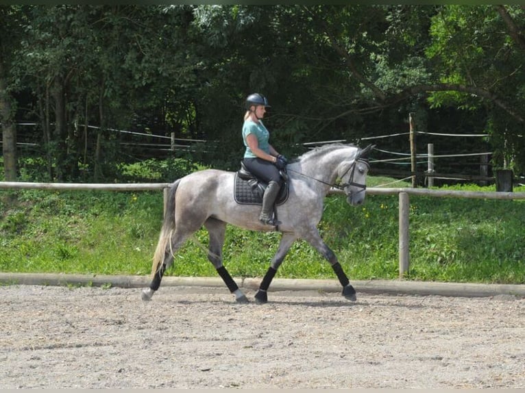 Andaluso Castrone 6 Anni 167 cm Grigio pezzato in Wellheim