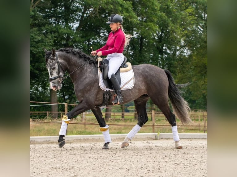 Andaluso Castrone 6 Anni 169 cm Grigio in Odessa, Florida