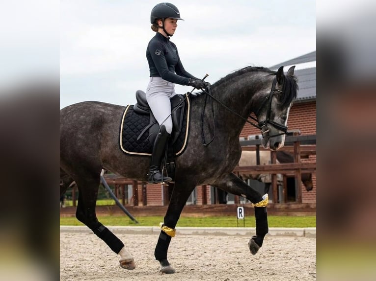 Andaluso Castrone 6 Anni 170 cm Grigio pezzato in Alterkülz