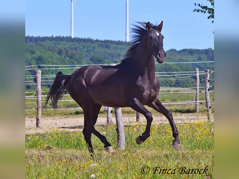 Andaluso Castrone 6 Anni 170 cm Morello in Wiebelsheim