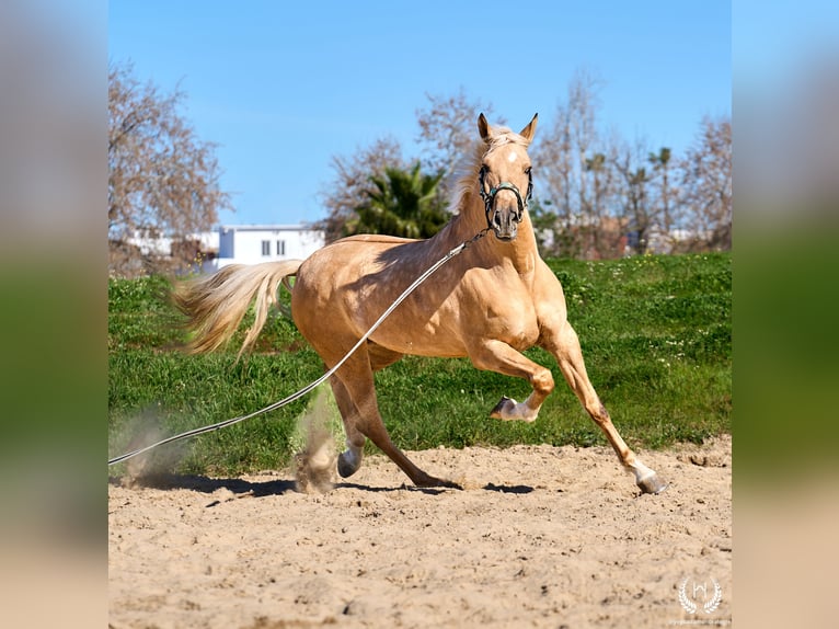 Andaluso Mix Castrone 6 Anni  in Navalperal De Pinares