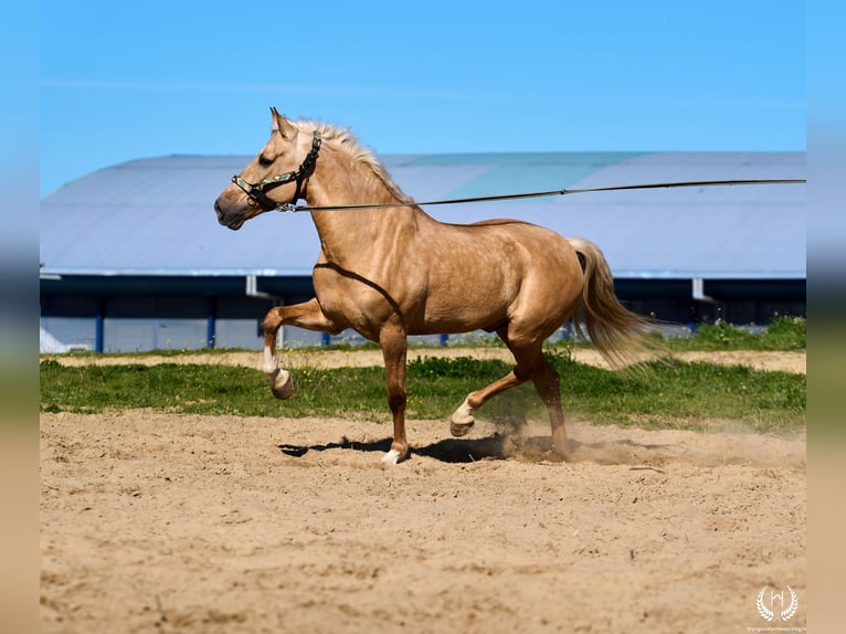 Andaluso Mix Castrone 6 Anni  in Navalperal De Pinares