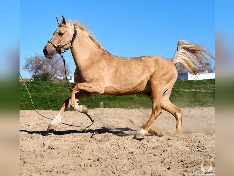 Andaluso Mix Castrone 6 Anni  in Navalperal De Pinares
