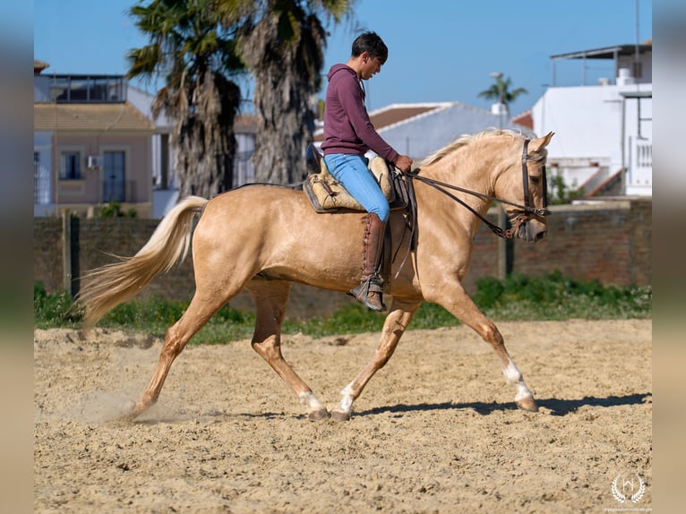 Andaluso Mix Castrone 6 Anni  in Navalperal De Pinares