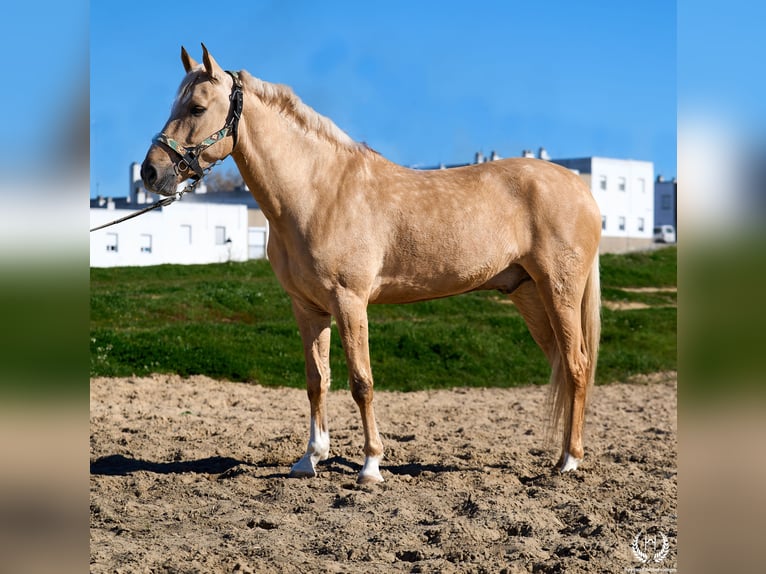 Andaluso Mix Castrone 6 Anni  in Navalperal De Pinares