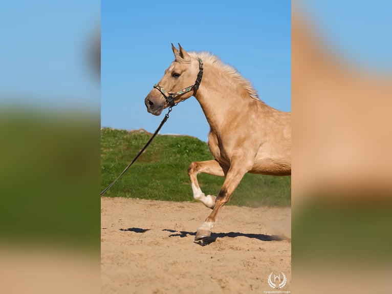 Andaluso Mix Castrone 6 Anni  in Navalperal De Pinares