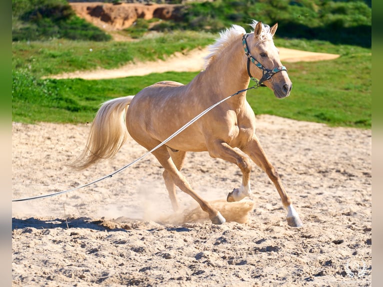 Andaluso Mix Castrone 6 Anni  in Navalperal De Pinares
