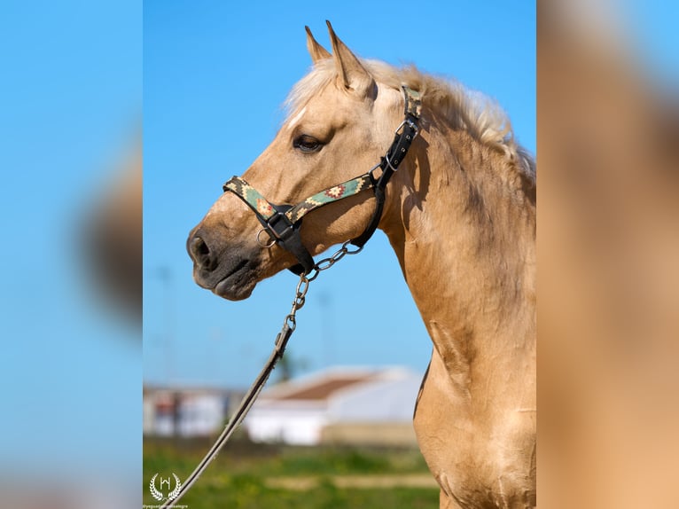 Andaluso Mix Castrone 6 Anni  in Navalperal De Pinares