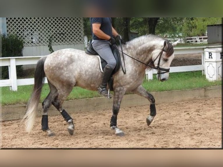 Andaluso Castrone 6 Anni Grigio in Willich