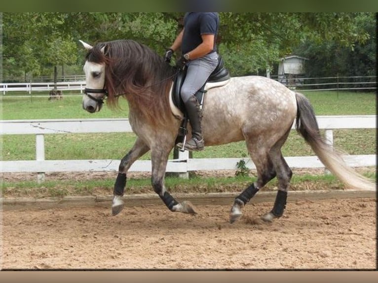 Andaluso Castrone 6 Anni Grigio in Willich