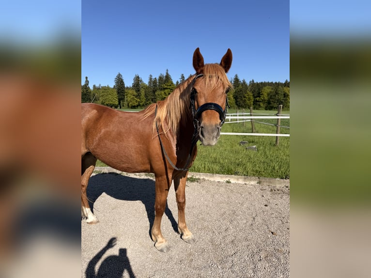 Andaluso Castrone 7 Anni 145 cm Sauro in Baar