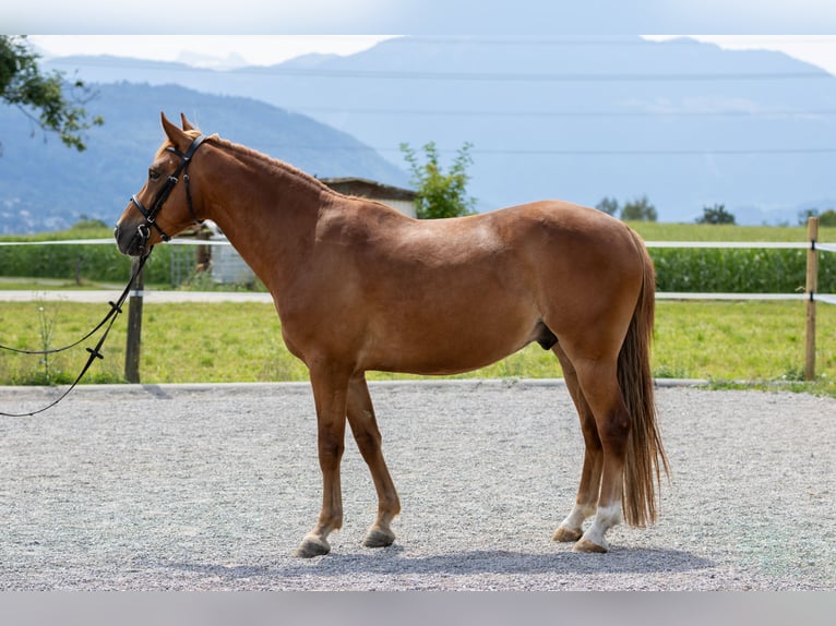Andaluso Castrone 7 Anni 145 cm Sauro in Baar