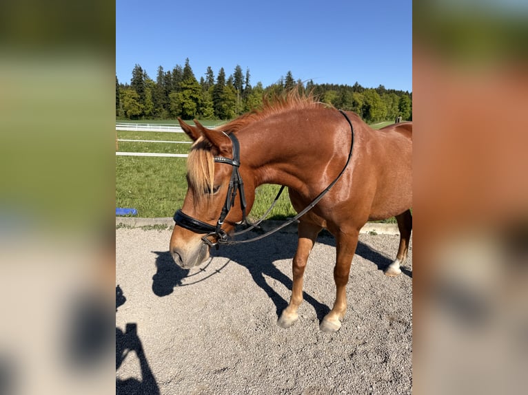 Andaluso Castrone 7 Anni 145 cm Sauro in Baar