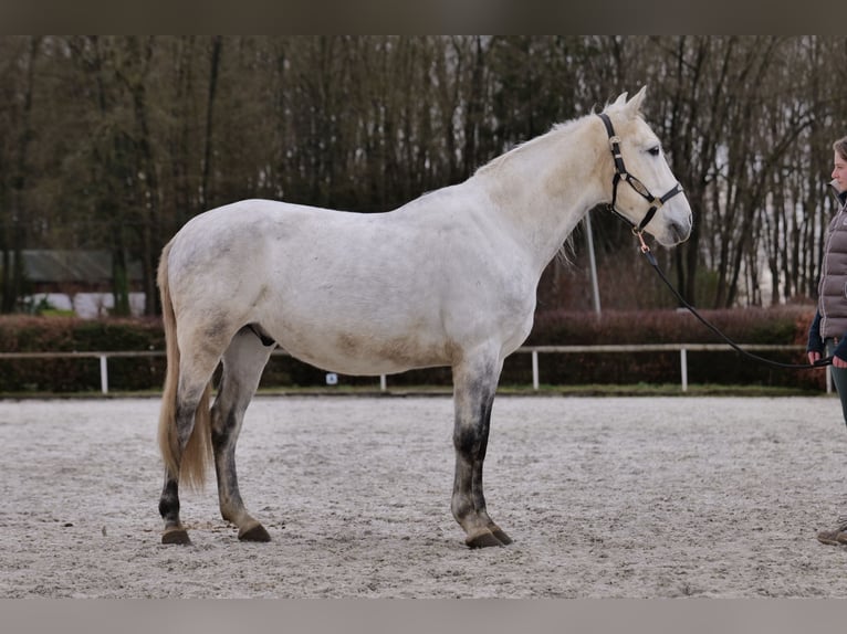 Andaluso Castrone 7 Anni 150 cm Grigio in Neustadt (Wied)