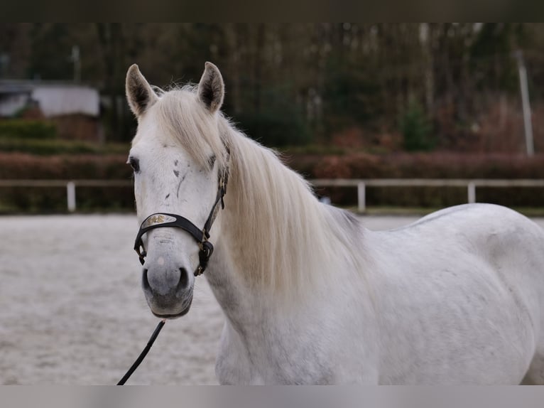 Andaluso Castrone 7 Anni 150 cm Grigio in Neustadt (Wied)