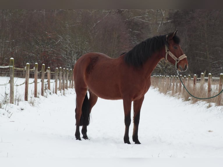 Andaluso Castrone 7 Anni 155 cm Baio in Warburg