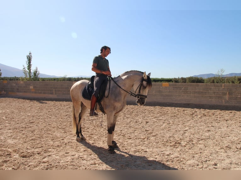Andaluso Castrone 7 Anni 155 cm Grigio rossastro in D&#xFC;sseldorf