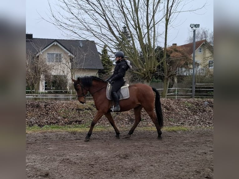 Andaluso Mix Castrone 7 Anni 157 cm Baio in Karlshuld