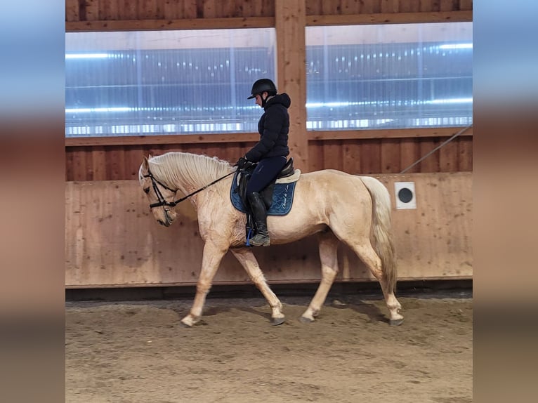 Andaluso Mix Castrone 7 Anni 157 cm Falbo in Karlshuld