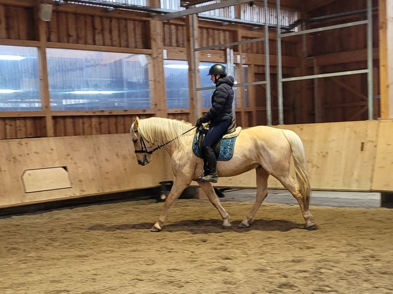 Andaluso Mix Castrone 7 Anni 157 cm Falbo in Karlshuld